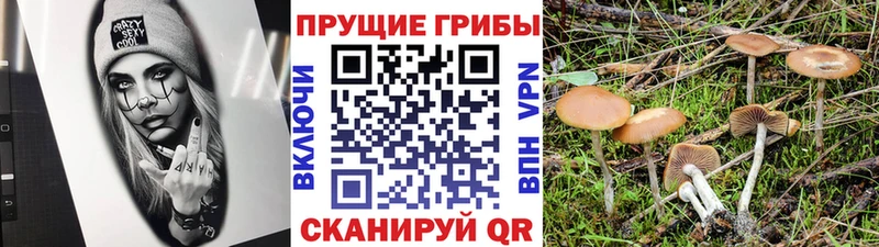 купить закладку Рассказово Галлюциногенные грибы мицелий